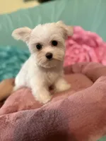 Louise, a female Maltese for sale in Manning, SC – Photo 1 of 3
