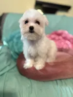 Louise, a female Maltese for sale in Manning, SC – Photo 3 of 3