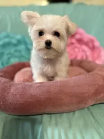 Louise, a female Maltese for sale in Manning, SC – Photo 2 of 3