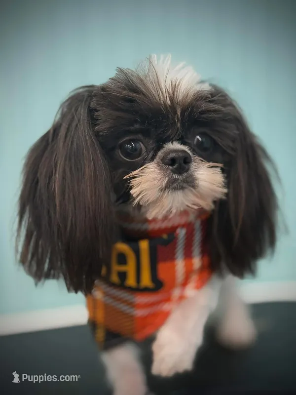Mickey – Shih Tzu puppy for sale in Manning, SC