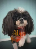 Mickey, a male Shih Tzu for sale in Manning, SC – 1 of 2