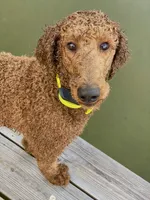 Ginger, a female Poodle - Standard  for sale in Manning, SC – 2 of 2