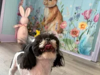 Mickey, a male Shih Tzu for sale in Manning, SC – 2 of 2
