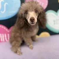 Big Al, a male Poodle - Toy  for sale in Manning, SC – Photo 2 of 3