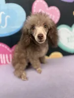 Big Al, a male Poodle - Toy  for sale in Manning, SC – Photo 2 of 3