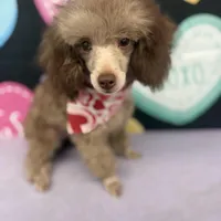 Big Al, a male Poodle - Toy  for sale in Manning, SC – Photo 1 of 3