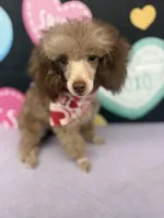 Big Al, a male Poodle - Toy  for sale in Manning, SC – Photo 1 of 3