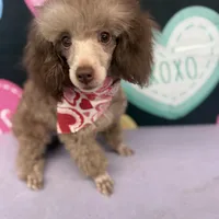 Big Al, a male Poodle - Toy  for sale in Manning, SC – Photo 3 of 3