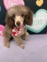 Big Al, a male Poodle - Toy  for sale in Manning, SC – Photo 3 of 3