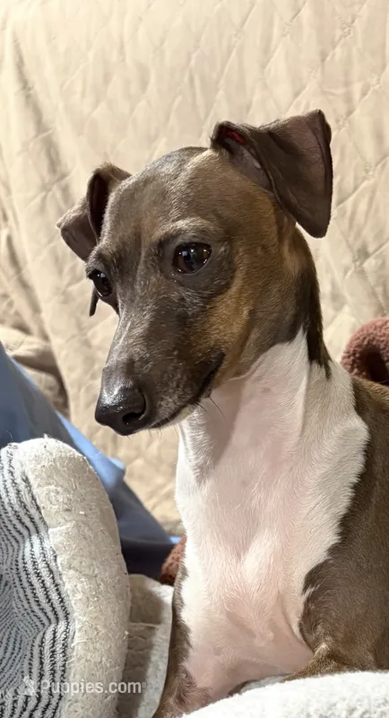 Elle – Italian Greyhound puppy for sale in Manning, SC