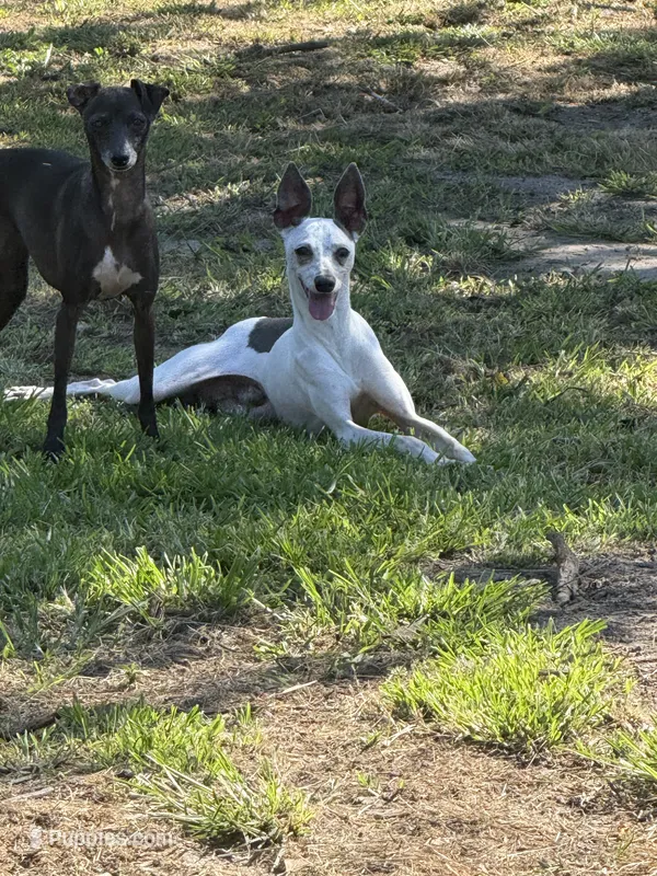 Benson – Italian Greyhound puppy for sale in Manning, SC