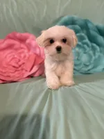 processed/245e10e1-11ef-4437-bda2-8d2ecf14b028/listing/8f1ad1bf-87c3-48d3-abdd-2efb70ce03b7/3a8394e2-3745-44db-a324-2581d81641b4