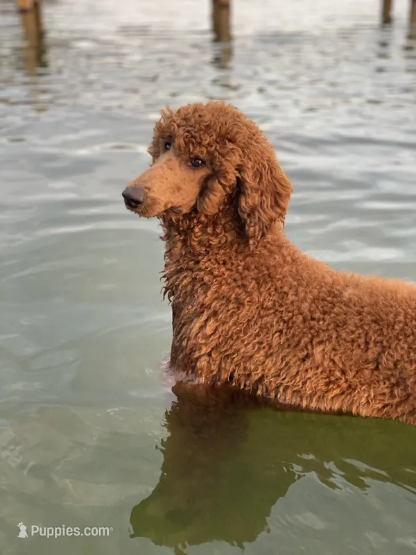 Ginger – Poodle - Standard  puppy for sale in Manning, SC