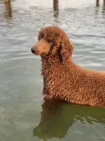 Ginger, a female Poodle - Standard  for sale in Manning, SC – 1 of 2