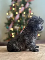 Minnie, a female Poodle - Toy  for sale in Manning, SC – Photo 2 of 2