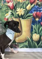 Billy Bob, a male Italian Greyhound for sale in Manning, SC – 2 of 2