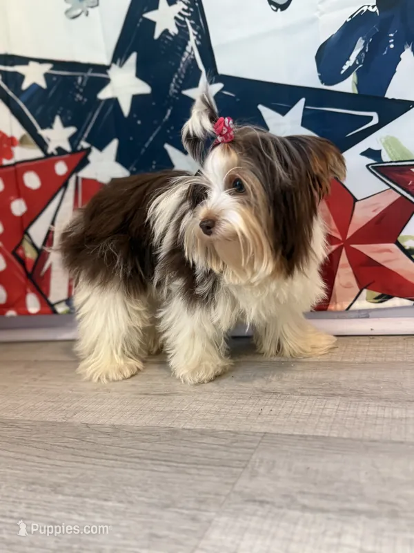 Bunny – Yorkshire Terrier puppy for sale in Manning, SC