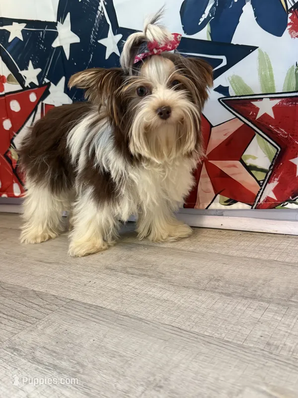 Bunny, a female Yorkshire Terrier for sale in Manning, SC – 1 of 2
