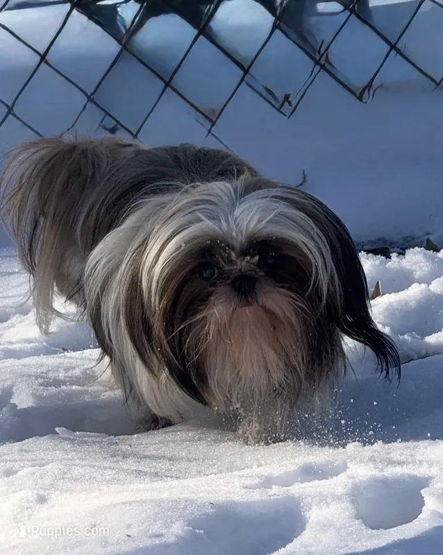 Bebe – Shih Tzu puppy for sale in Manning, SC