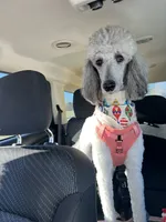 Maggie, a female Poodle - Standard  for sale in Manning, SC – 2 of 2