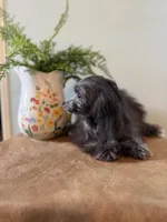 Robin, a male Poodle - Toy  for sale in Manning, SC – Photo 2 of 3