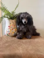 Robin, a male Poodle - Toy  for sale in Manning, SC – Photo 3 of 3
