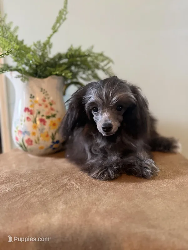 Robin, a male Poodle - Toy  for sale in Manning, SC – Photo 1 of 3
