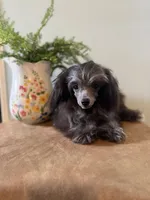 Robin, a male Poodle - Toy  for sale in Manning, SC – Photo 1 of 3