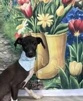 Billy Bob, a male Italian Greyhound for sale in Manning, SC – 1 of 2