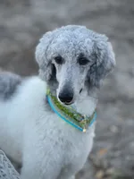 Maggie, a female Poodle - Standard  for sale in Manning, SC – 1 of 1