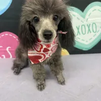 Shaker, a male Poodle - Toy  for sale in Manning, SC – Photo 1 of 3