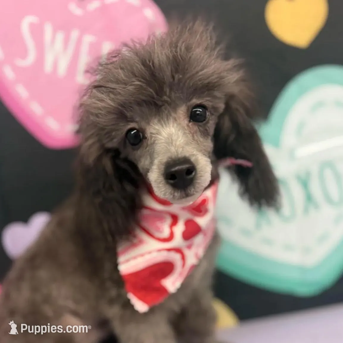 Shaker, a male Poodle - Toy  for sale in Manning, SC – Photo 3 of 3