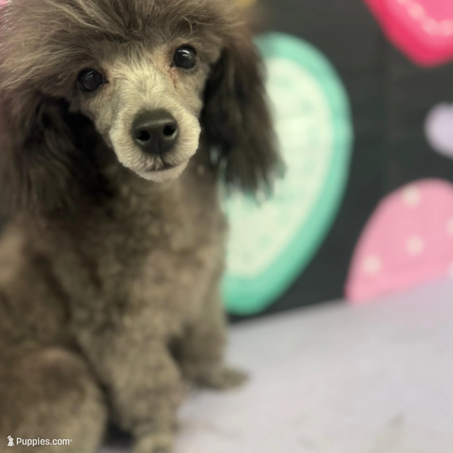 Shaker, a male Poodle - Toy  for sale in Manning, SC – Photo 2 of 3