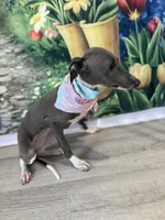 Edel, a female Italian Greyhound for sale in Manning, SC – 1 of 1