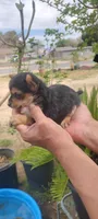 Tea Cup Yorkie Terrier Male, a male Yorkshire Terrier for sale in Victorville, CA – Photo 4 of 10