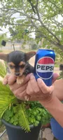 Tea Cup Yorkie Terrier Male, a male Yorkshire Terrier for sale in Victorville, CA – Photo 8 of 10