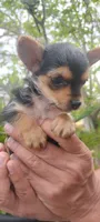 Tea Cup Yorkie Terrier Male, a male Yorkshire Terrier for sale in Victorville, CA – Photo 5 of 10