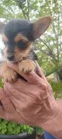 Tea Cup Yorkie Terrier Male, a male Yorkshire Terrier for sale in Victorville, CA – Photo 3 of 10