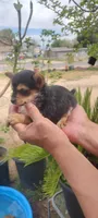 Tea Cup Yorkie Terrier Male, a male Yorkshire Terrier for sale in Victorville, CA – Photo 2 of 10