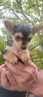 Tea Cup Yorkie Terrier Male, a male Yorkshire Terrier for sale in Victorville, CA – Photo 9 of 10