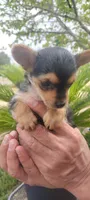 Tea Cup Yorkie Terrier Male, a male Yorkshire Terrier for sale in Victorville, CA – Photo 7 of 10