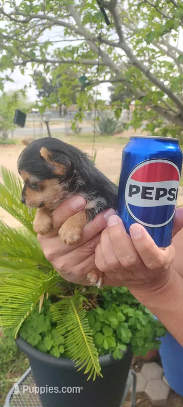 Tea Cup Yorkie Terrier Male – Yorkshire Terrier puppy for sale in Victorville, CA