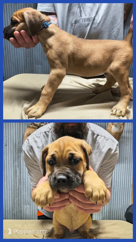 Dark Blue collar – Cane Corso puppy for sale in Sedalia, MO