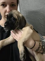 Light Blue collar, a female Cane Corso for sale in Sedalia, MO – 5 of 6