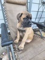Dark Green collar, a male Cane Corso for sale in Sedalia, MO – 4 of 10