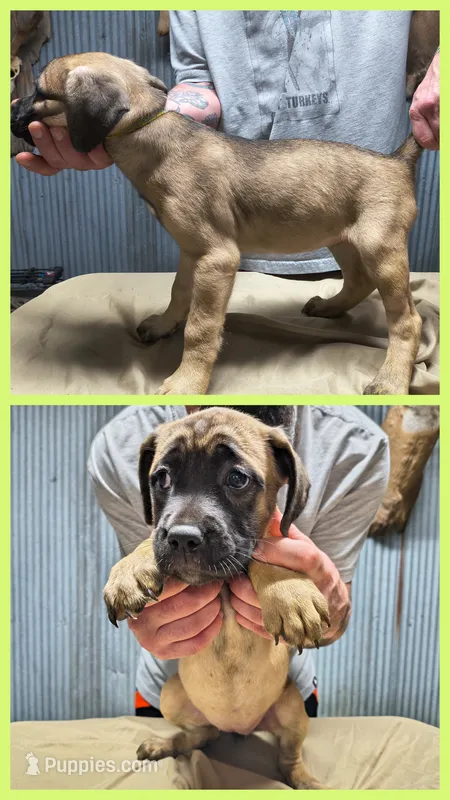 Lime Green collar – Cane Corso puppy for sale in Sedalia, MO