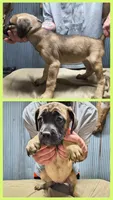 Lime Green collar, a female Cane Corso for sale in Sedalia, MO – 1 of 3