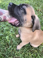Dark Green collar, a male Cane Corso for sale in Sedalia, MO – 2 of 5