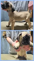 Light Blue collar, a female Cane Corso for sale in Sedalia, MO – 2 of 6
