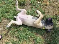 Lime Green collar, a female Cane Corso for sale in Sedalia, MO – 3 of 8